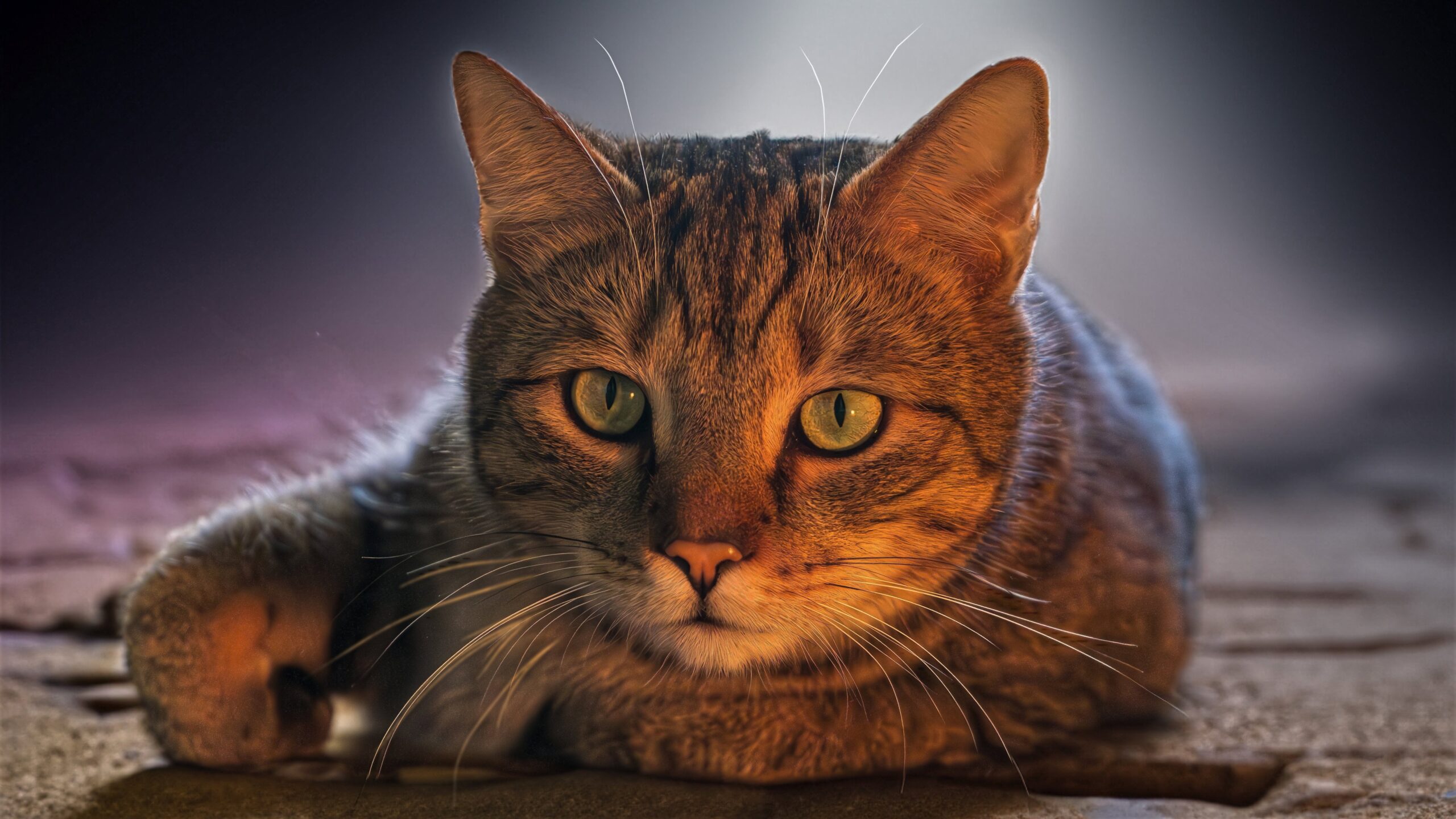 guvo59-european-shorthair-8142959